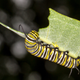 Illustration for article titled Redesigning Our Cities and Highways to Help Feed Monarch Butterflies